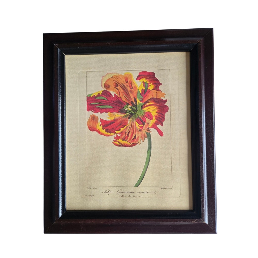 P. Bessa Tulipa‎ Gesneriana Monstrosa Framed Botanical Art Print Parrot Tulip